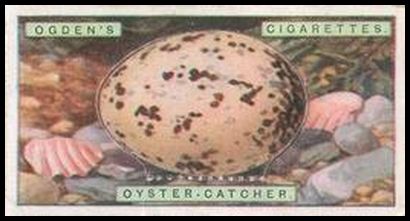 27 Oyster Catcher